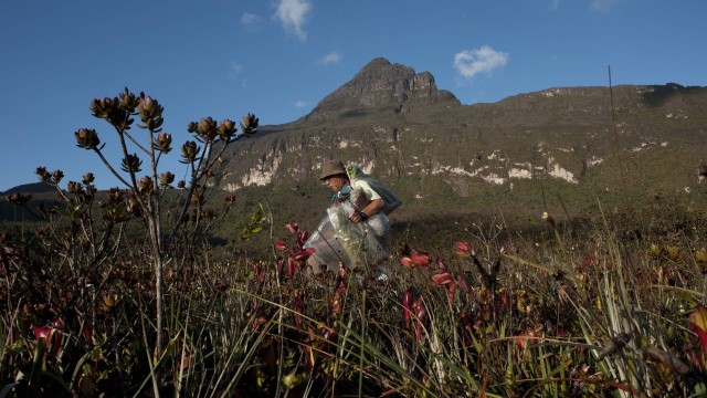 O pesquisador Gustavo Martinelli coleta plantas na base do Pico da Neblina