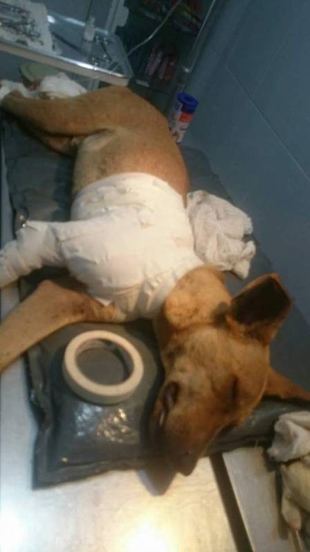 Após ser baleado, Maré Zero foi levado para uma clínica na Taquara. Ainda sob observação, já foi adotado.