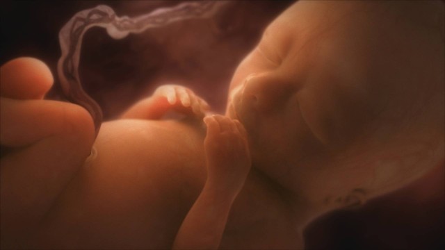 A falta de células-tronco no revestimento do útero provoca a interrupção espontânea da gravidez