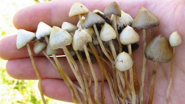O Psilocybe semilanceata é uma das espécies de cogumelos alucinógenos com psilocibina
