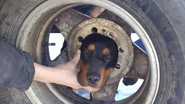 Cachorro fica com a cabeça presa em roda e dono chama bombeiros