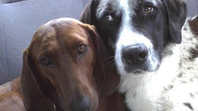 Lucy, a cadela marrom, e Sully, branco, são dois amigos inseparáveis