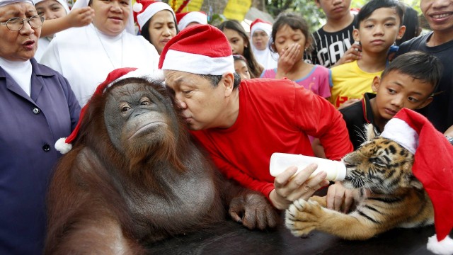 Manny Tangco com o orangotango Pacquiao e o filhote de tigre Len-len