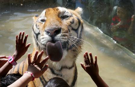 O tigre adulto encantou as crianças ao lamber o vidro da jaula