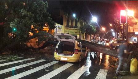 Avenida Gomes Freire interditada, altura do nº 380, devido a queda de árvore na via