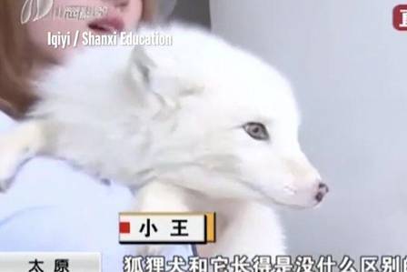 Chinesa demorou três meses para descobrir que comprou uma raposa em vez de um cão