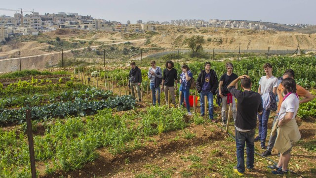 Fazenda de plantação orgânica na Palestina faz fronteira com assentamentos israelenses
