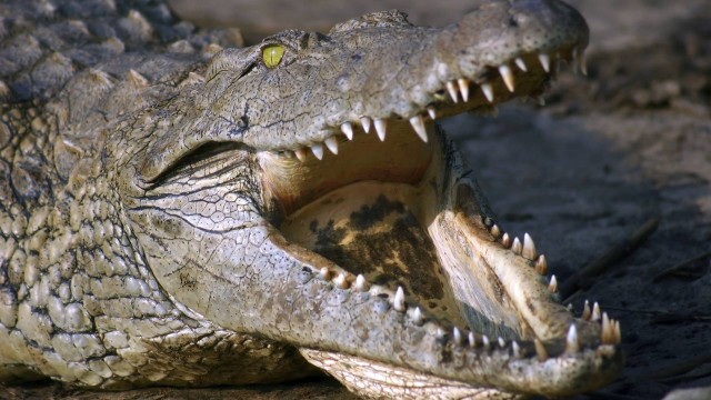 Crocodilo atacou pastor durante o batizado de 80 fiéis na Etiópia