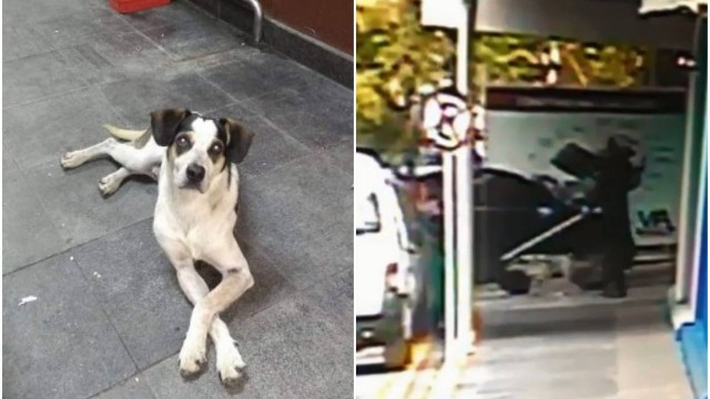 Cachorro foi morto no Carrefour em Osasco (SP)