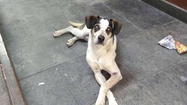 Cão foi morto no fim de novembro em supermercado paulista