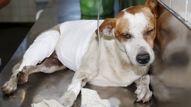 Cãozinho atingido por bala perdida é atendido na Suípa