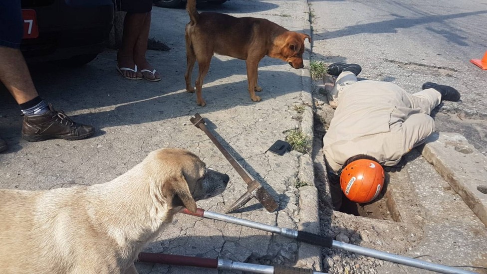 Cachorro acompanha o resgate de seu filhote pelos bombeiros em Nova Iguaçu