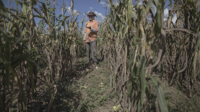 Agricultor em plantação de milho castigada pela seca na Bahia