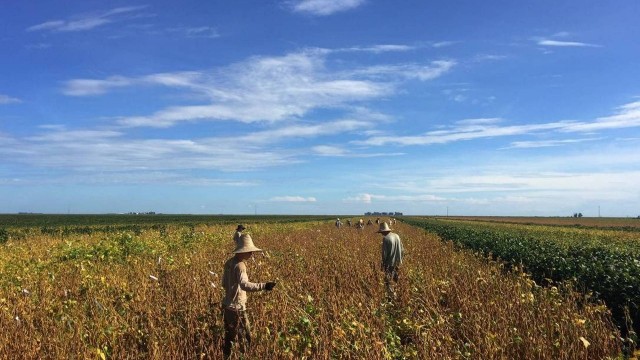 Trabalhadores em uma plantação de soja na Bahia