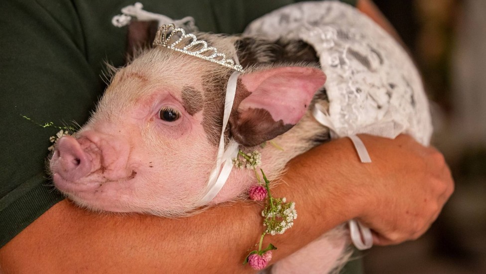 A porquinha Lady toda paramentada para o casamento de seus 'pais'