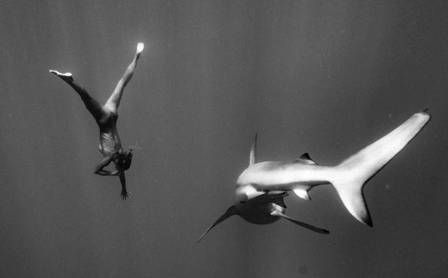 Sem proteção, Marisa Papen nada com tubarão no Havaí