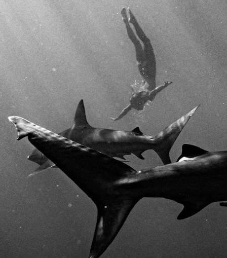 Marisa Papen não se sentiu ameaçada pelos tubarões