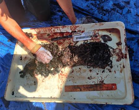 Parte do plástico retirado do estômago da baleia morta na Flórida