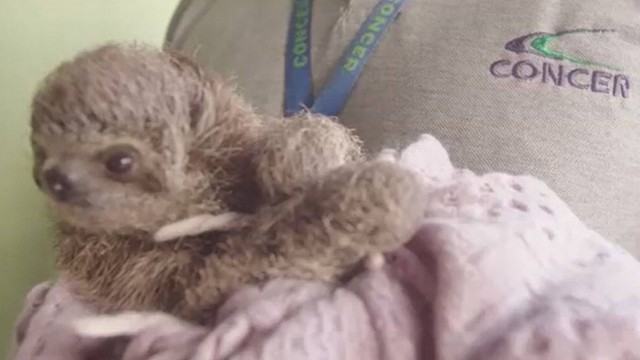 Sem ferimentos. Bebê preguiça foi resgatado nesta quarta-feira.