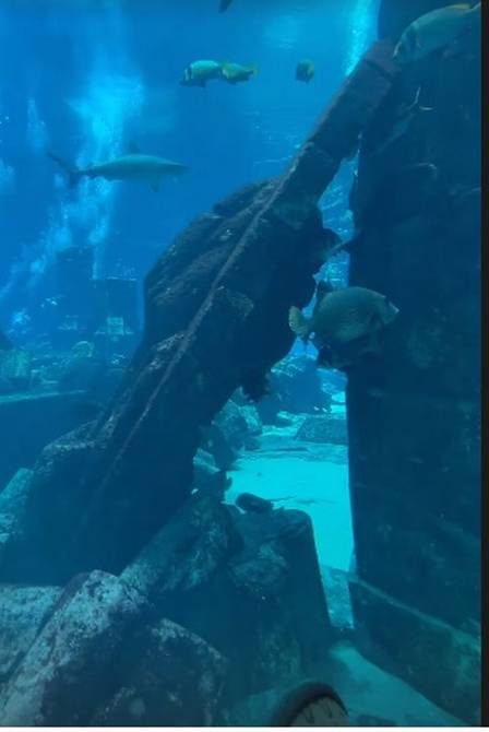 Bruna mostra imagem de aquário em Dubai