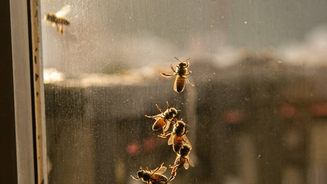 O EXTRA esteve no apartamento no fim da tarde, quando o número de abelhas no local já havia diminuído