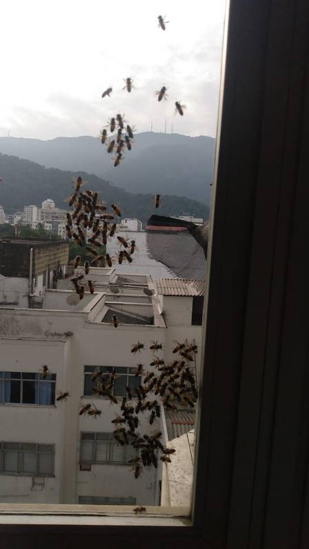 Aposentada conta que pelo menos mil abelhas entraram em apartamento