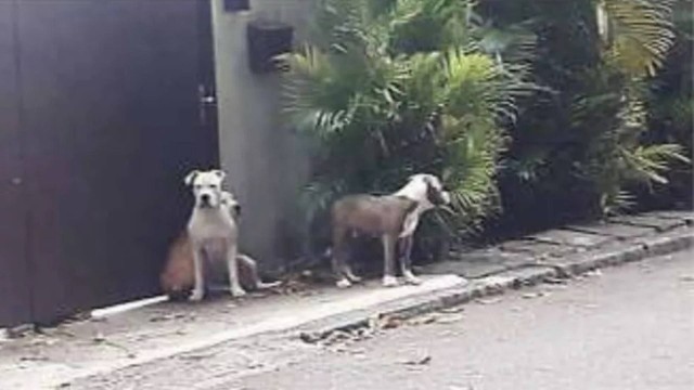 Cães da raça pitbull que seriam do rapper Orochi, envolvidos em ataque esta semana