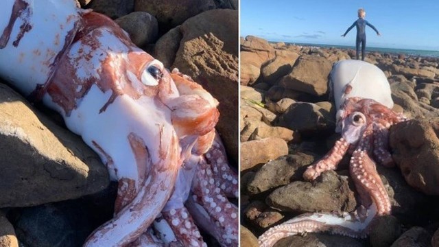 Cadáver de lula gigante achado em praia da Cidade do Cabo