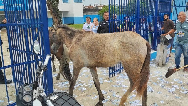 Cavalos entraram em CIEP onde funcionava Zona Eleitoral