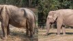 Elefante fica com coluna deformada após 25 anos carregando turistas, na Tailândia; veja fotos
