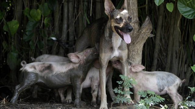 Cadela adota filhotes de porco