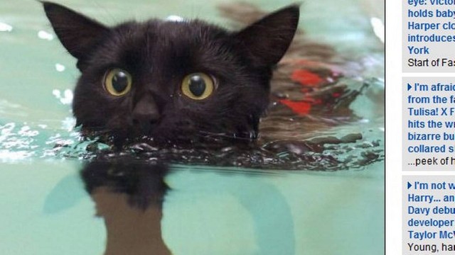 O gatinho aprendeu a nadar