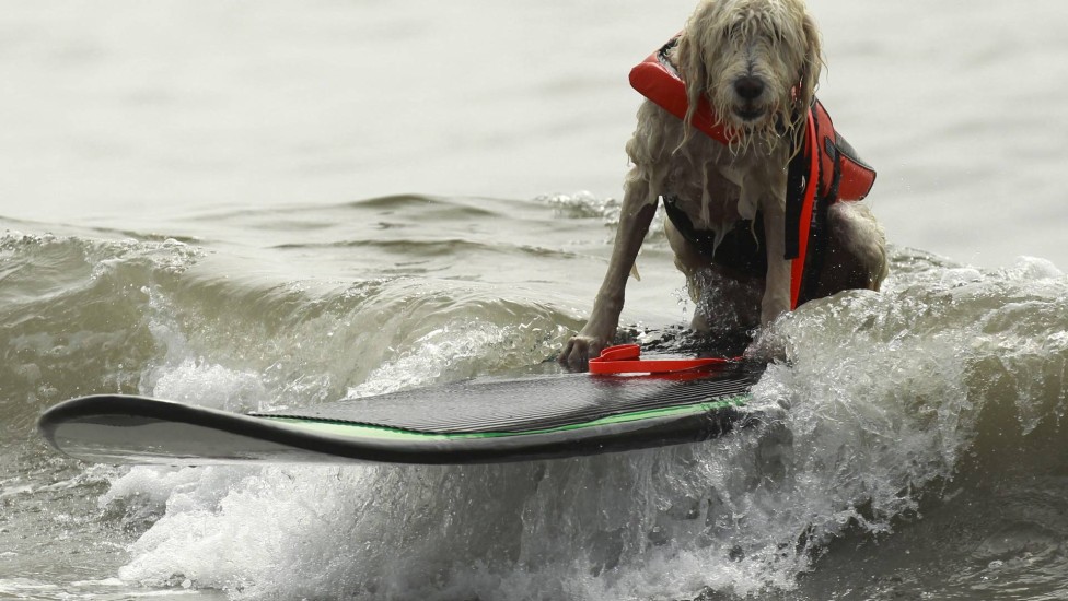 Competição de surfe de cães tomou conta do mar da Califórnia