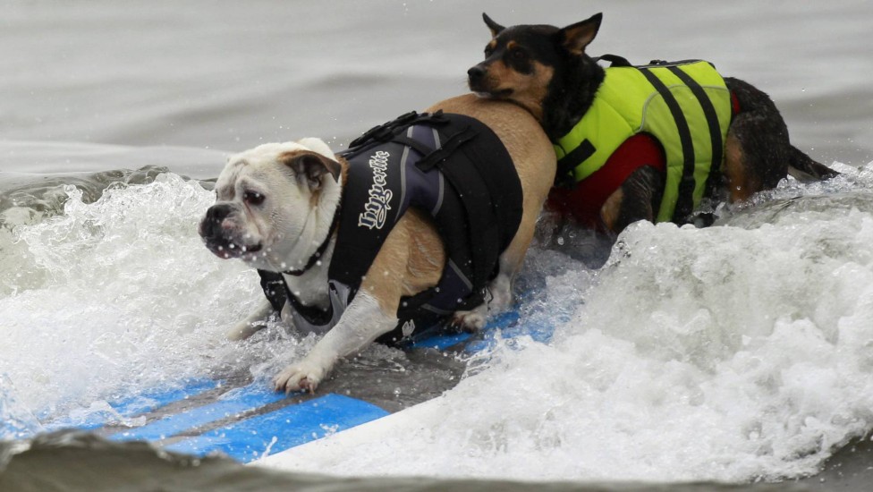 Cachorros mostram que são capazes de surfar até em dupla