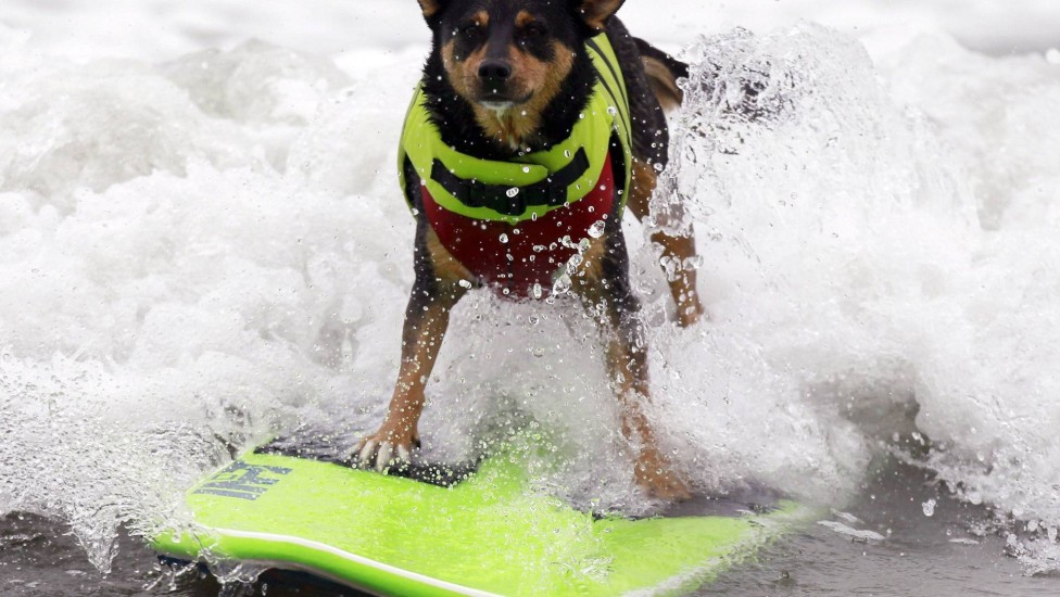 Ele tentava se tornar o cão que surfa mais: 60 metros