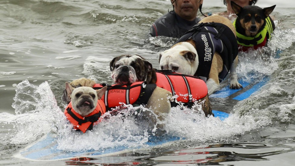 Em busca de outro recorde, cães surfaram na mesma prancha