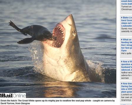O tubarão atacou a foca