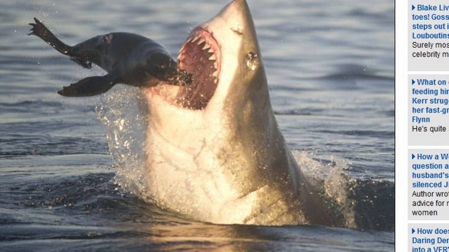 O tubarão atacou a foca