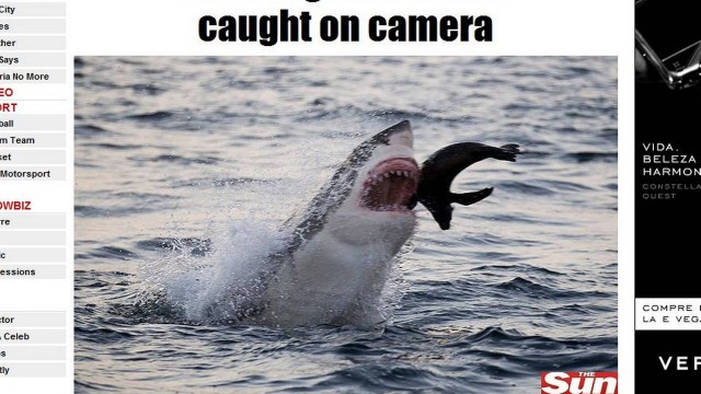 Fotógrafo flagra o ataque de um tubarão branco a um filhote de foca
