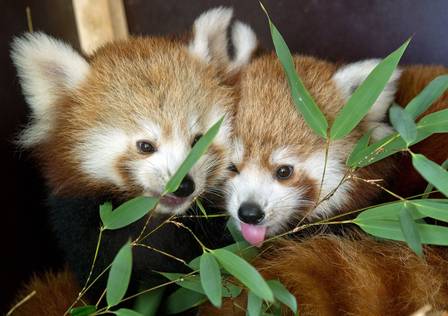 Filhotes de panda-vermelho fazem carinha de travessos em zoo da Alemanha
