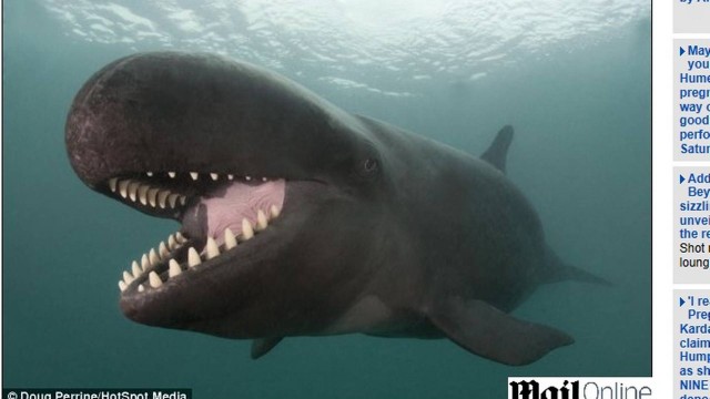 Falsa-orca abre sorrisão para fotógrafo
