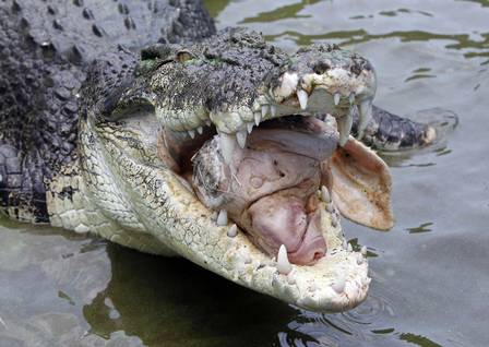 Too Long devora uma cabeça de porco num parque de crocodilos de Pasay, nas Filipinas