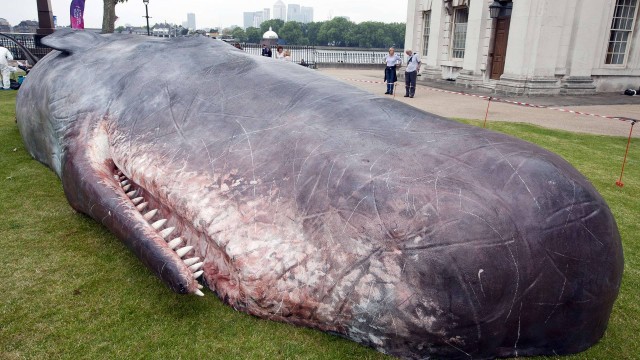 A baleia tem 17 metros