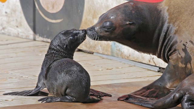 Leão-marinho ganha ‘beijo’ de filhote recém-nascido