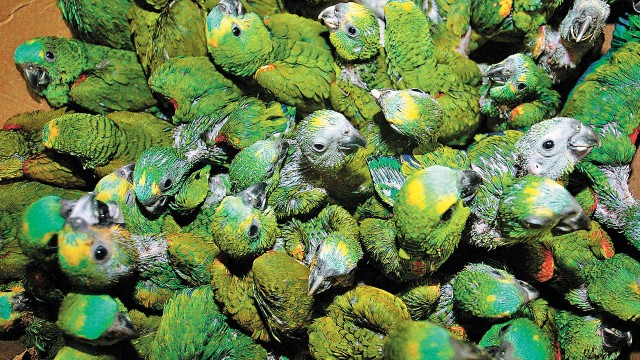 Via Dutra: Rodovia federal é um dos caminhos para o tráfico de animais apreendidos no Norte do país, como os papagaios acima, para Rio e São Paulo.