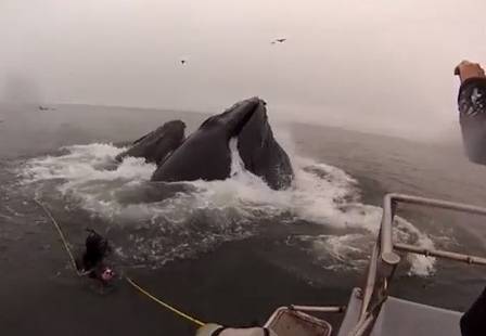 As baleias assustaram os mergulhadores