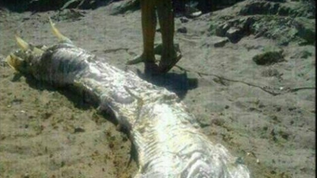 Carcaça de criatura marinha desconhecida localizada na Espanha