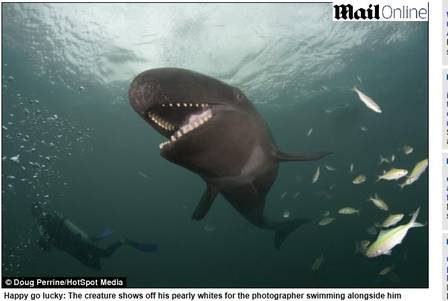 Falsa-orca abre sorriso para fotógrafo