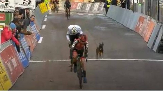 Cachorro invade corrida de ciclismo e quase causa acidente neste domingo na cidade de Overijse, próximo de Bruxelas