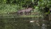 Delegacia de Proteção ao Meio Ambiente vai investigar morte de capivara apedrejada na Lagoa